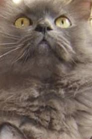 Monstro Cat