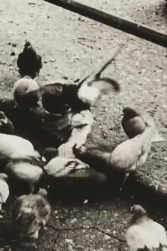 The Aviary (Short Sound Version)