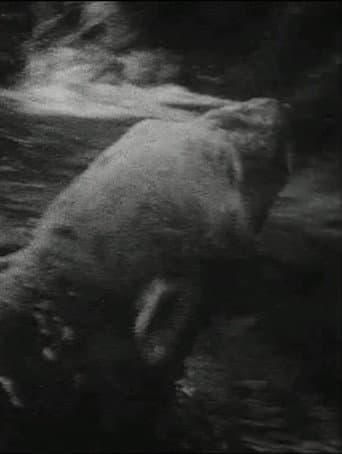 Eisbär