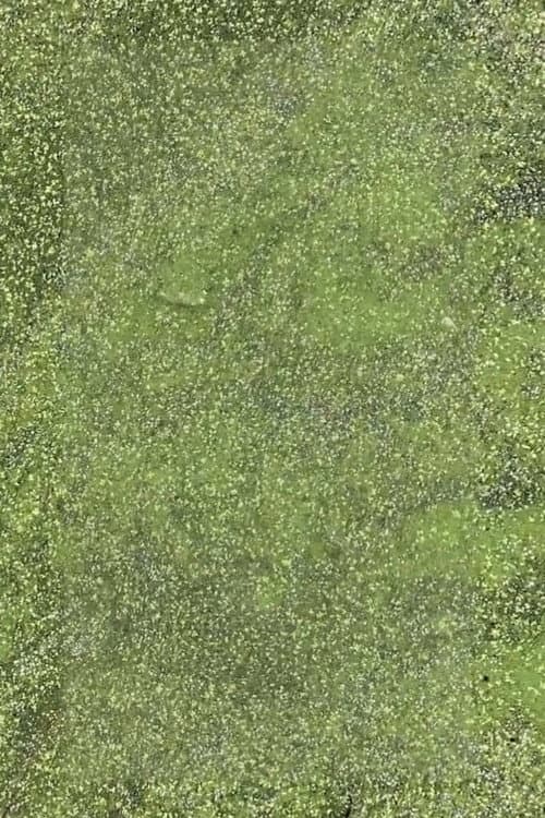 Duckweed