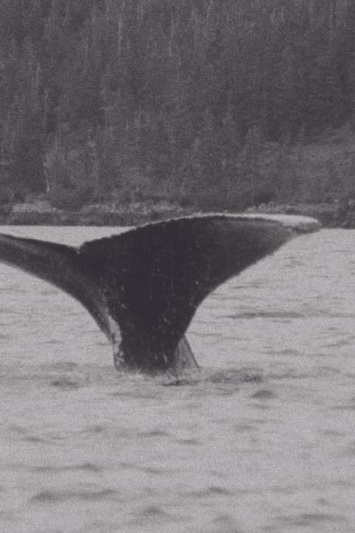 Whales