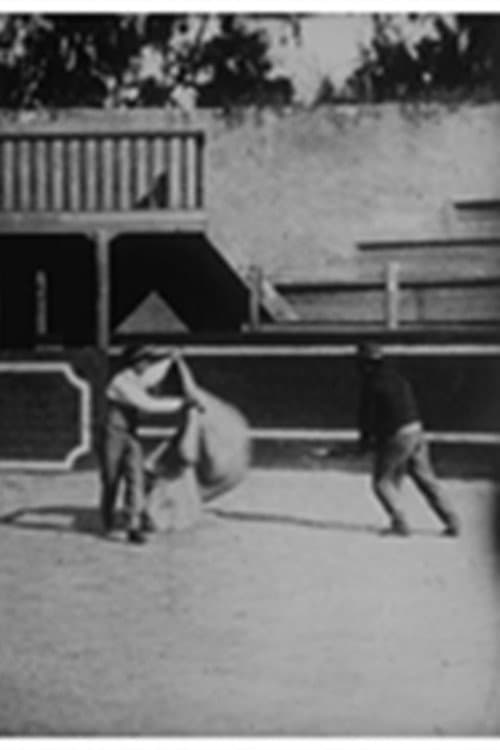 Course de taureaux : école de tauromachie