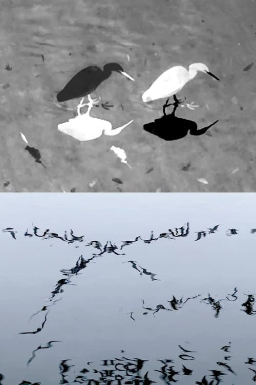 Animal Studies (Egret / Seagull Reflection / Midges / Spider / Swans in a Line)
