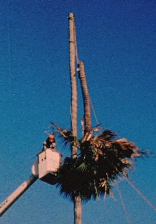 Palm Down