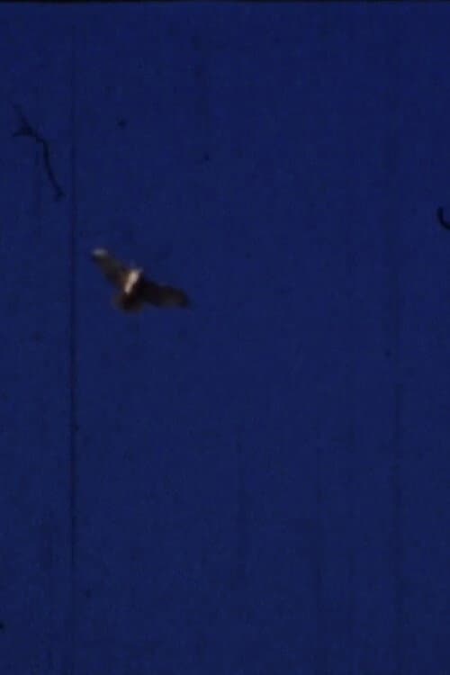 Flying Fish