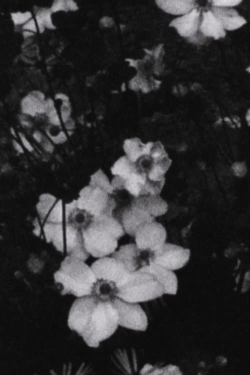 Für P. (Weiße Blumen)